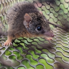 Antechinus flavipes (Yellow-footed Antechinus) at Gelston Park, NSW - 19 Jun 2023 by Darcy