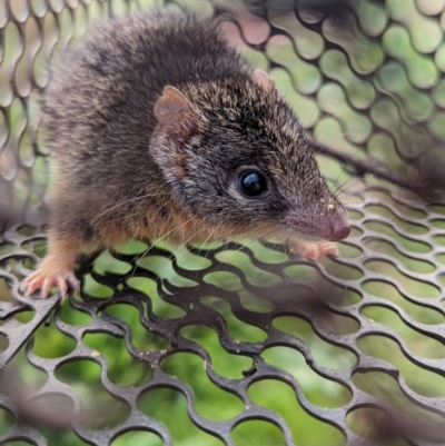 Antechinus flavipes (Yellow-footed Antechinus) at Gelston Park, NSW - 19 Jun 2023 by Darcy