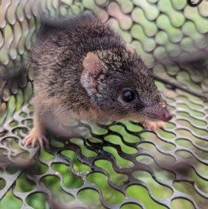 Antechinus flavipes at Gelston Park, NSW - 20 Jun 2023