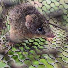 Antechinus flavipes at Gelston Park, NSW - 20 Jun 2023