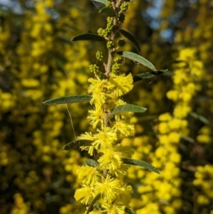 Acacia lanigera var. lanigera at Cookardinia, NSW - 20 Jun 2023