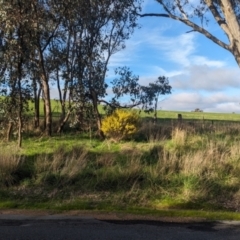 Acacia lanigera var. lanigera at Cookardinia, NSW - 20 Jun 2023