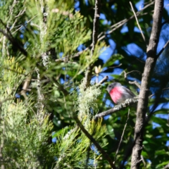 Petroica rosea (Rose Robin) at Mittagong, NSW - 20 Jun 2023 by Boobook38