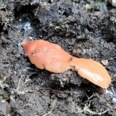 Australoplana alba (A flatworm) at Lyneham, ACT - 19 Jun 2023 by trevorpreston