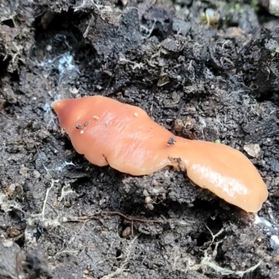 Australoplana alba (A flatworm) at Lyneham, ACT - 19 Jun 2023 by trevorpreston