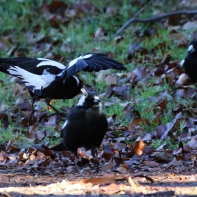 Gymnorhina tibicen (Australian Magpie) at Gordon, ACT - 20 Jun 2023 by RodDeb