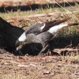 Gymnorhina tibicen at Gordon, ACT - 20 Jun 2023 01:34 PM