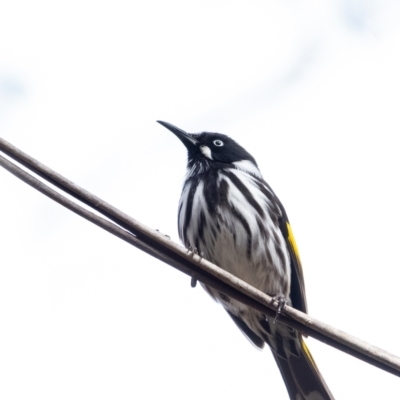 Phylidonyris novaehollandiae (New Holland Honeyeater) at Wingello, NSW - 12 Jun 2023 by Aussiegall