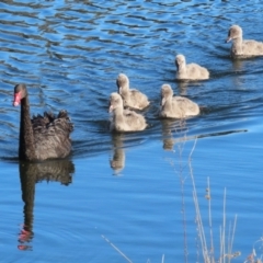 Cygnus atratus (Black Swan) at Gordon Pond - 20 Jun 2023 by RodDeb