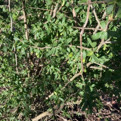 Lycium ferocissimum (African Boxthorn) at Lyneham, ACT - 20 Jun 2023 by Rosie