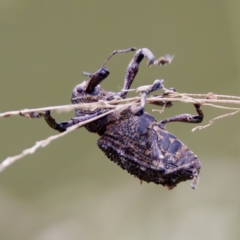 Orthorhinus cylindrirostris (Elephant Weevil) at Paddys River, ACT - 29 Dec 2022 by KorinneM