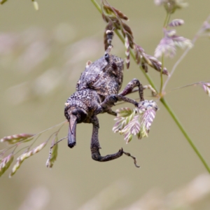 Orthorhinus cylindrirostris at Paddys River, ACT - 29 Dec 2022