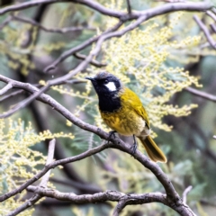 Nesoptilotis leucotis (White-eared Honeyeater) at The Pinnacle - 12 Jun 2023 by Untidy