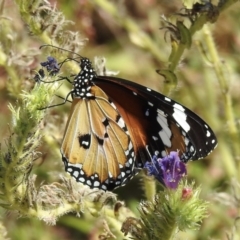 Danaus petilia (Lesser wanderer) at Canyonleigh, NSW - 15 Feb 2022 by GlossyGal