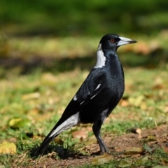 Gymnorhina tibicen (Australian Magpie) at Picton, NSW - 11 Jun 2023 by Freebird