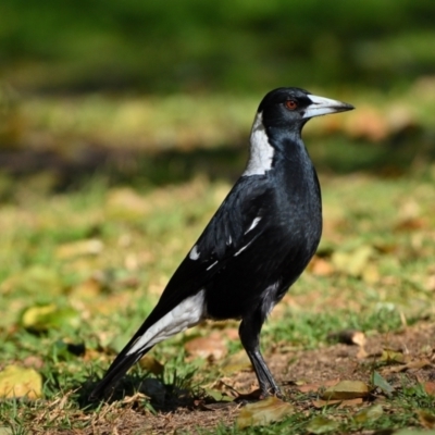 Gymnorhina tibicen (Australian Magpie) at Picton, NSW - 11 Jun 2023 by Freebird