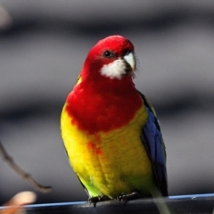 Platycercus eximius (Eastern Rosella) at Tahmoor, NSW - 17 Jun 2023 by Freebird