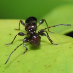 Ochyra sp. (genus) at suppressed - suppressed