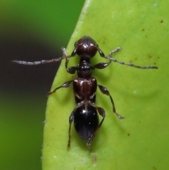 Ochyra sp. (genus) at suppressed - suppressed