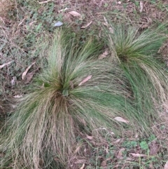 Nassella trichotoma (Serrated Tussock) at Watson, ACT - 19 Jun 2023 by waltraud