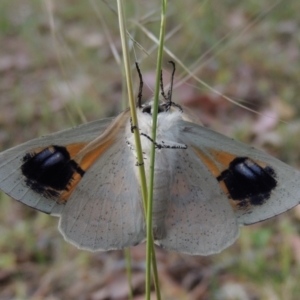 Gastrophora henricaria at Conder, ACT - 20 Nov 2014