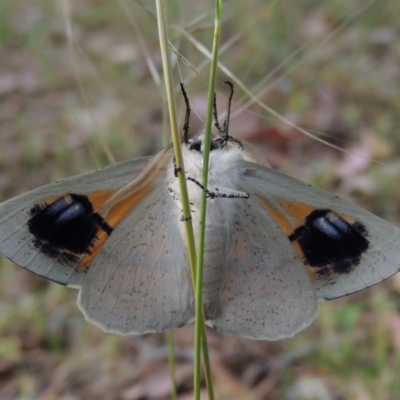 Gastrophora henricaria (Fallen-bark Looper, Beautiful Leaf Moth) at Conder, ACT - 20 Nov 2014 by MichaelBedingfield