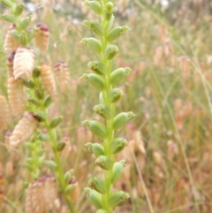 Microtis sp. (Onion Orchid) at Bowning, NSW - 11 Dec 2022 by MichaelBedingfield