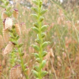 Microtis sp. at Bowning, NSW - 11 Dec 2022