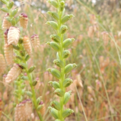 Microtis sp. (Onion Orchid) at Bowning, NSW - 11 Dec 2022 by MichaelBedingfield