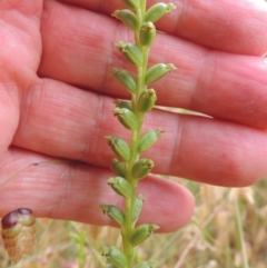 Microtis sp. at Bowning, NSW - suppressed