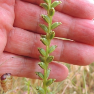 Microtis sp. at Bowning, NSW - 11 Dec 2022