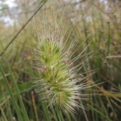 Cynosurus echinatus (Rough Dog's Tail Grass) at Bowning, NSW - 11 Dec 2022 by MichaelBedingfield