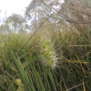 Cynosurus echinatus at Bowning, NSW - 11 Dec 2022