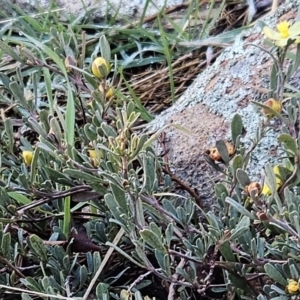 Hibbertia obtusifolia at Hawker, ACT - 20 Jun 2023