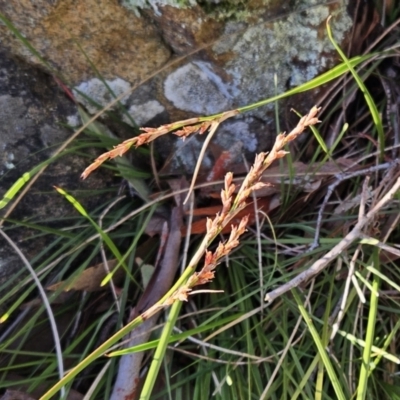 Lepidosperma laterale (Variable Sword Sedge) at Hawker, ACT - 19 Jun 2023 by sangio7