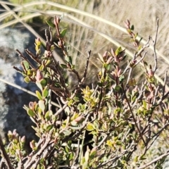 Brachyloma daphnoides (Daphne Heath) at The Pinnacle - 19 Jun 2023 by sangio7