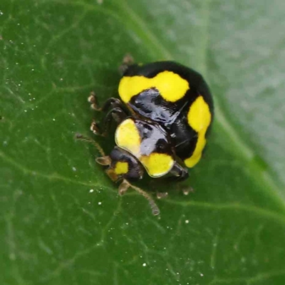 Illeis galbula (Fungus-eating Ladybird) at Turner, ACT - 6 Apr 2023 by ConBoekel