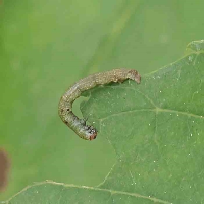 Ectropis (genus) immature at Turner, ACT - 6 Apr 2023 by ConBoekel