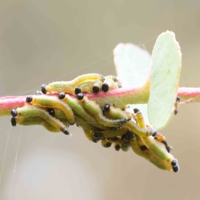 Pseudoperga sp. (genus) (Sawfly, Spitfire) at Sullivans Creek, Turner - 6 Apr 2023 by ConBoekel