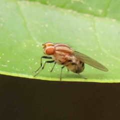 Sapromyza brunneovittata (A lauxid fly) at Turner, ACT - 6 Apr 2023 by ConBoekel