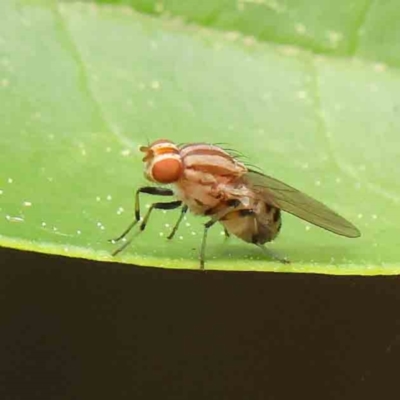 Sapromyza brunneovittata (A lauxid fly) at Haig Park - 6 Apr 2023 by ConBoekel