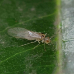 Psocodea 'Psocoptera' sp. (order) (Unidentified plant louse) at Haig Park - 6 Apr 2023 by ConBoekel