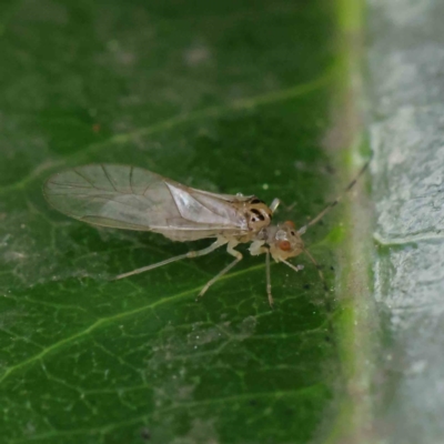 Psocodea 'Psocoptera' sp. (order) (Unidentified plant louse) at Haig Park - 6 Apr 2023 by ConBoekel