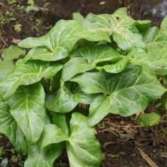 Arum italicum (Italian Arum) at Haig Park - 6 Apr 2023 by ConBoekel