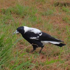 Gymnorhina tibicen at Turner, ACT - 6 Apr 2023