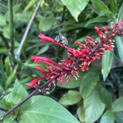 Amegilla sp. (genus) (Blue Banded Bee) at The Gap, QLD - 3 Apr 2023 by Paten