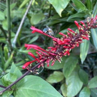 Amegilla sp. (genus) (Blue Banded Bee) at The Gap, QLD - 3 Apr 2023 by Paten