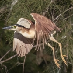 Nycticorax caledonicus (Nankeen Night-Heron) at Giralang, ACT - 18 Jun 2023 by rawshorty