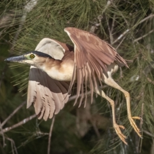 Nycticorax caledonicus at Giralang, ACT - 18 Jun 2023