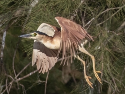 Nycticorax caledonicus (Nankeen Night-Heron) at Giralang, ACT - 18 Jun 2023 by rawshorty